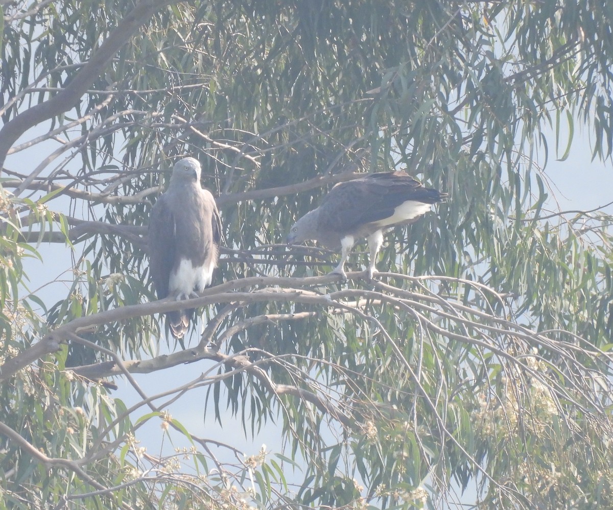 Lesser Fish-Eagle - ML644924229