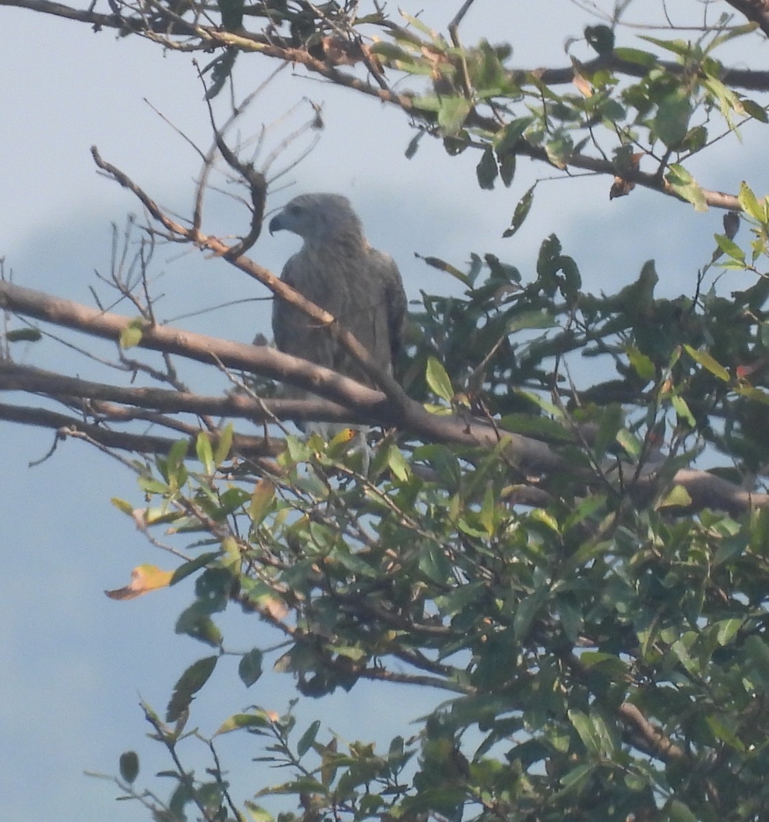 Lesser Fish-Eagle - ML644924230