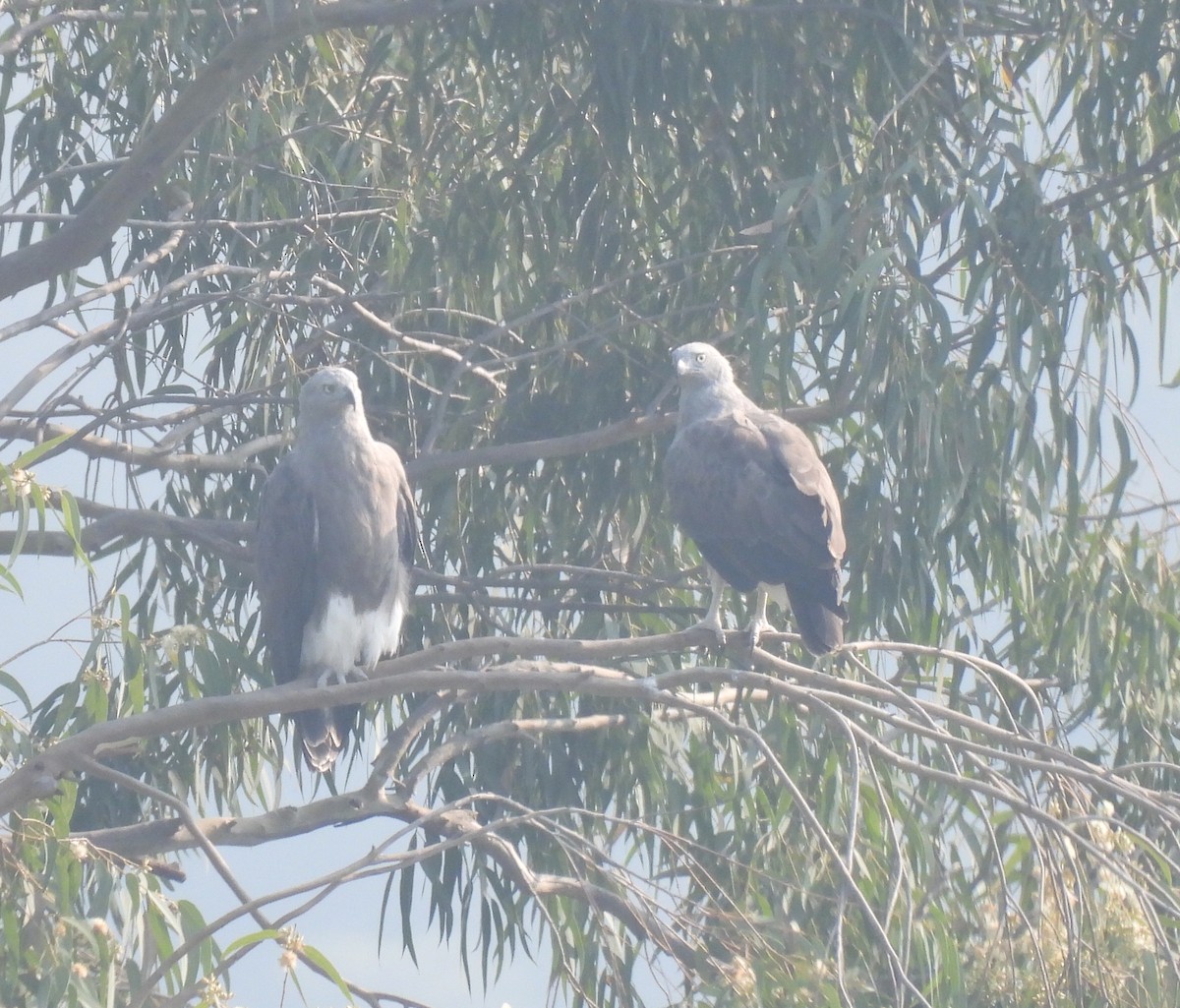 Lesser Fish-Eagle - ML644924231