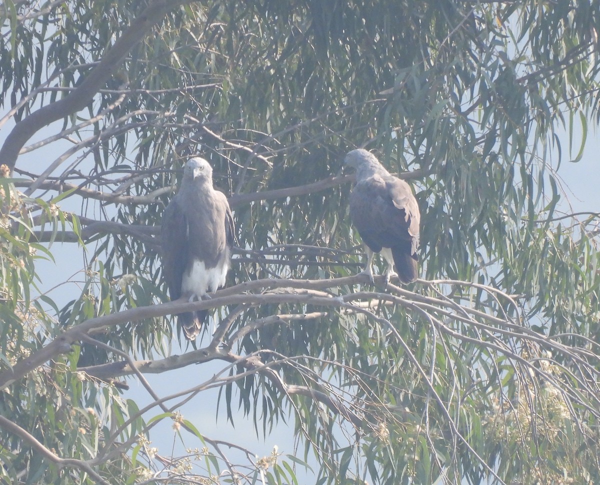 Lesser Fish-Eagle - ML644924232
