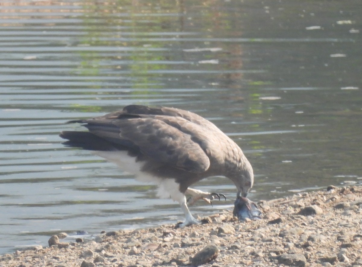 Lesser Fish-Eagle - ML644924233