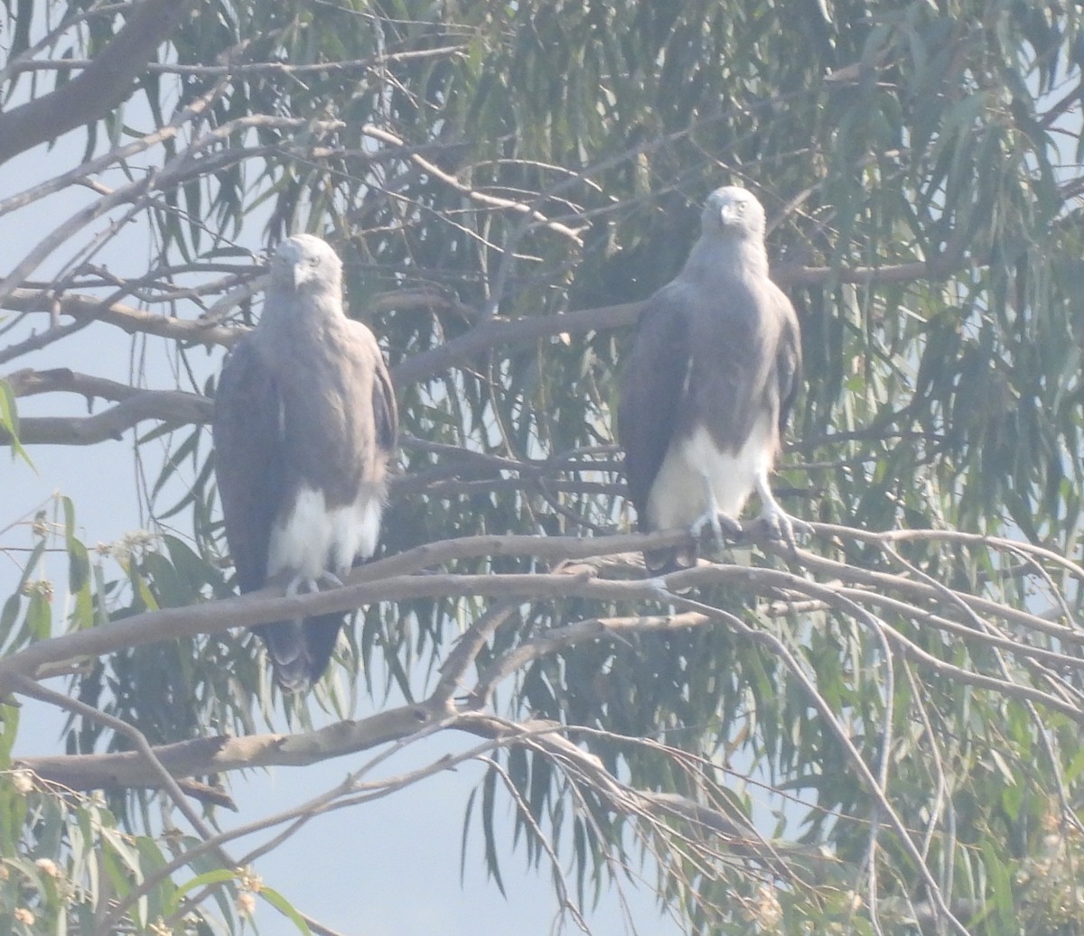 Lesser Fish-Eagle - ML644924234