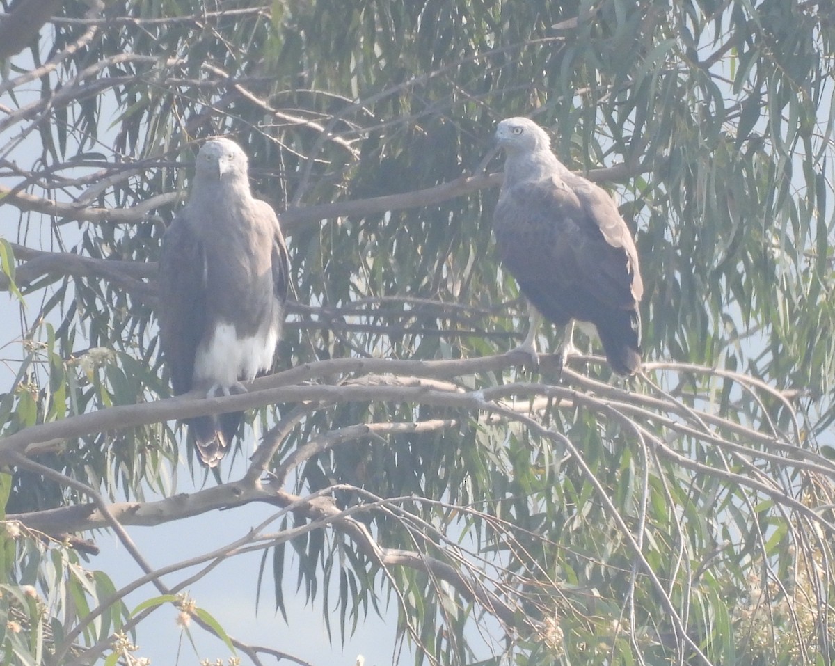 Lesser Fish-Eagle - ML644924235