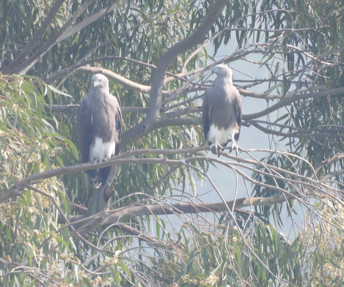 Lesser Fish-Eagle - ML644924236