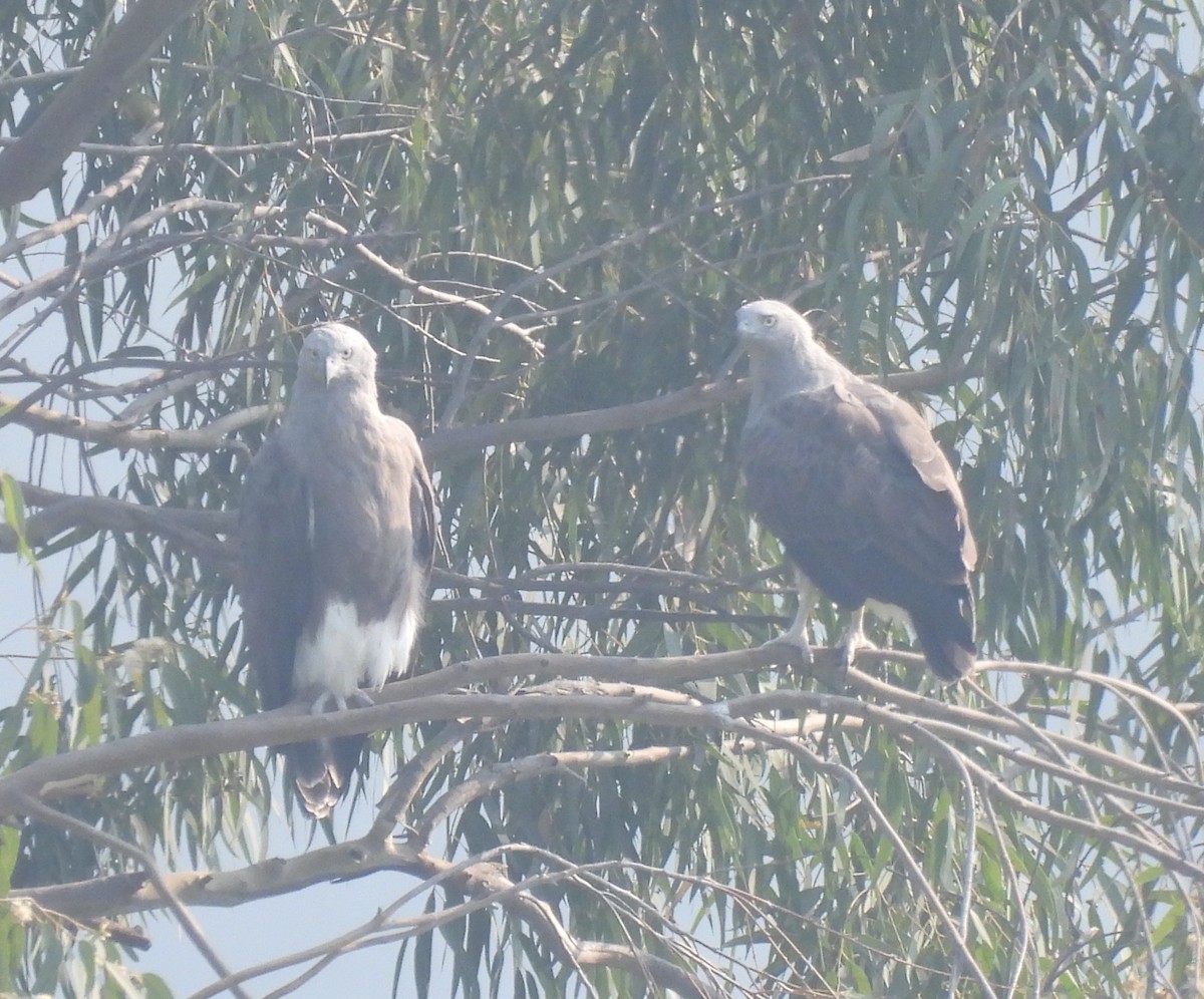 Lesser Fish-Eagle - ML644924237