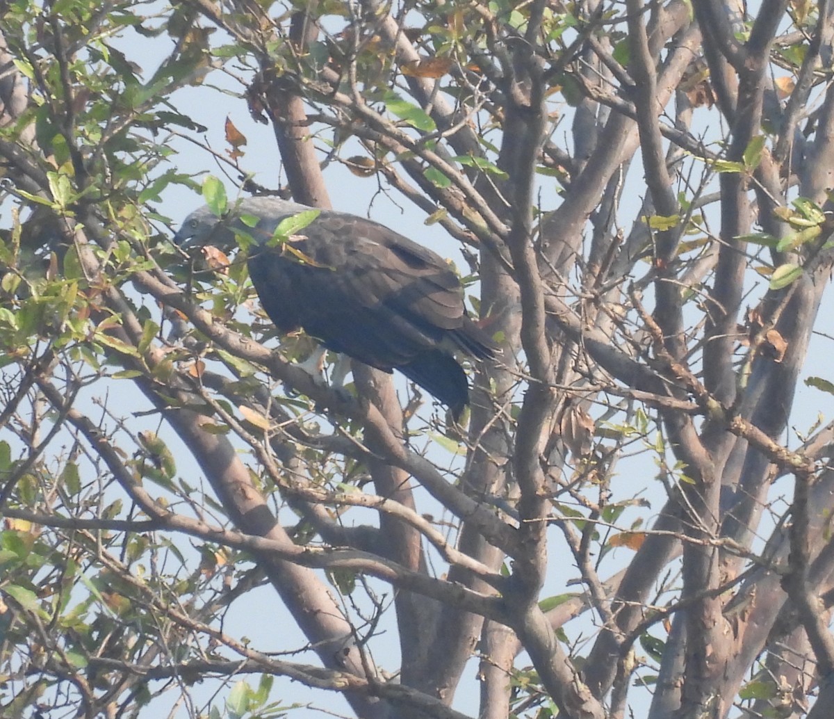 Lesser Fish-Eagle - ML644924238