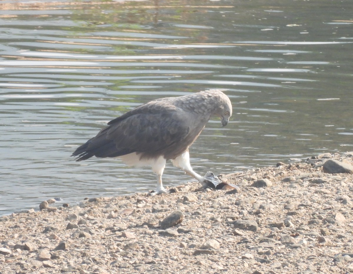 Lesser Fish-Eagle - ML644924239