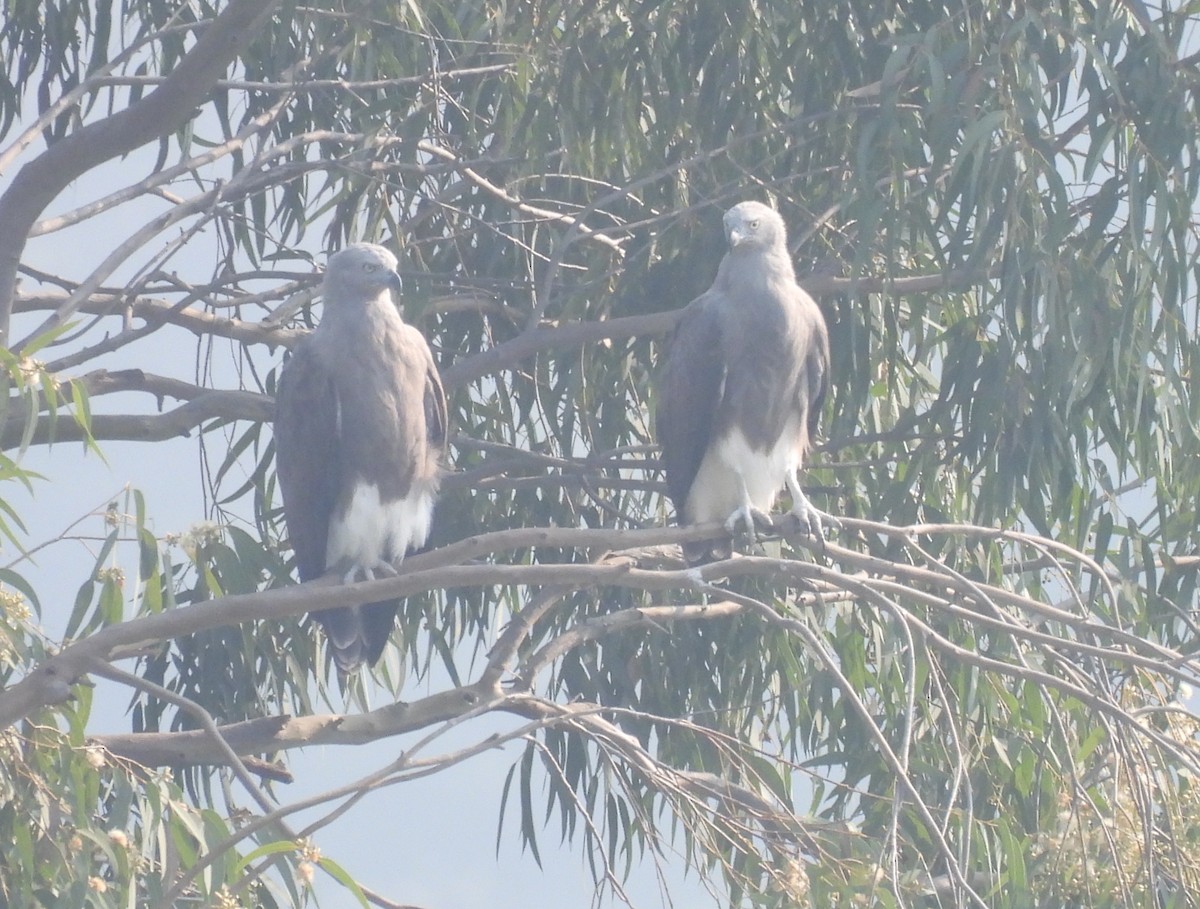 Lesser Fish-Eagle - ML644924240