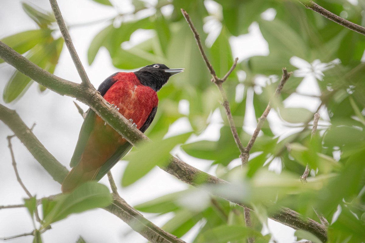 Maroon Oriole - ML644924241