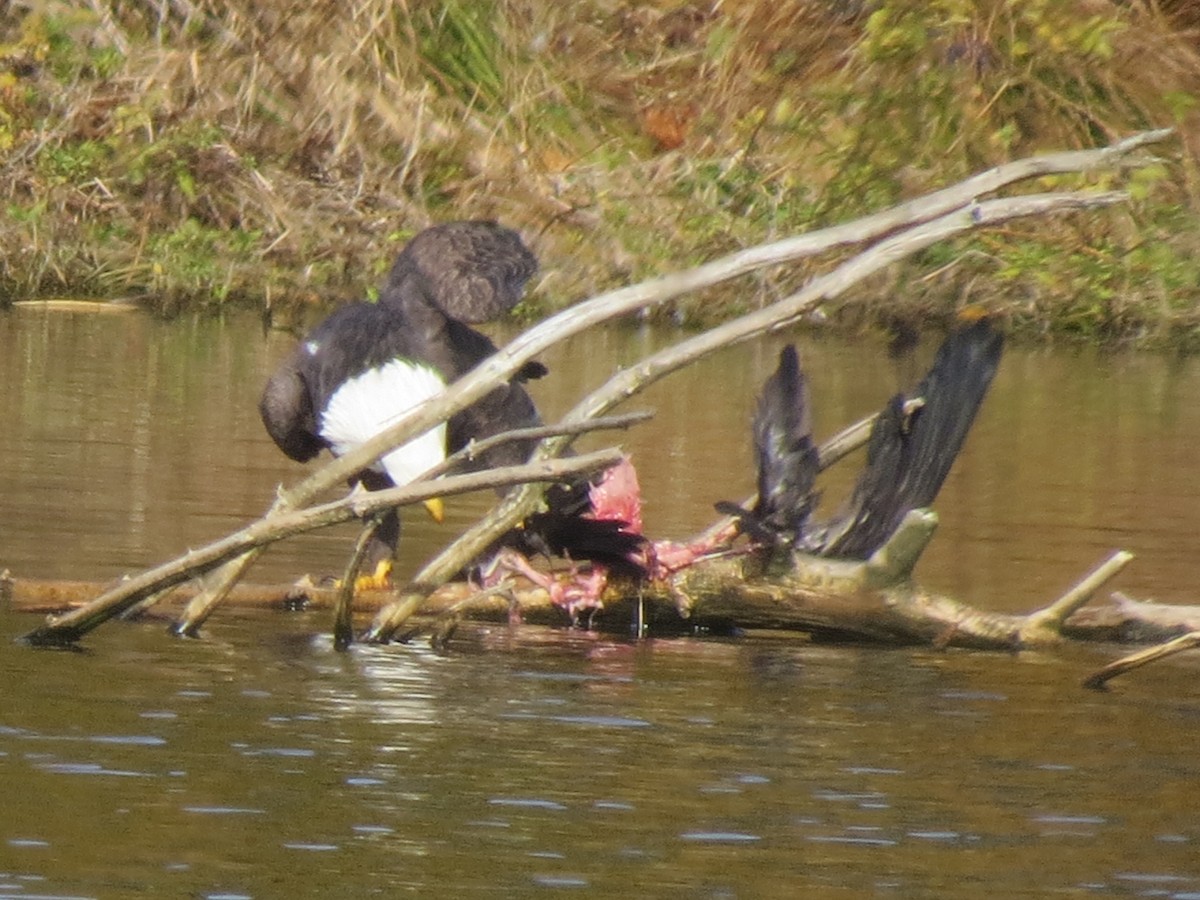 Bald Eagle - ML644924259