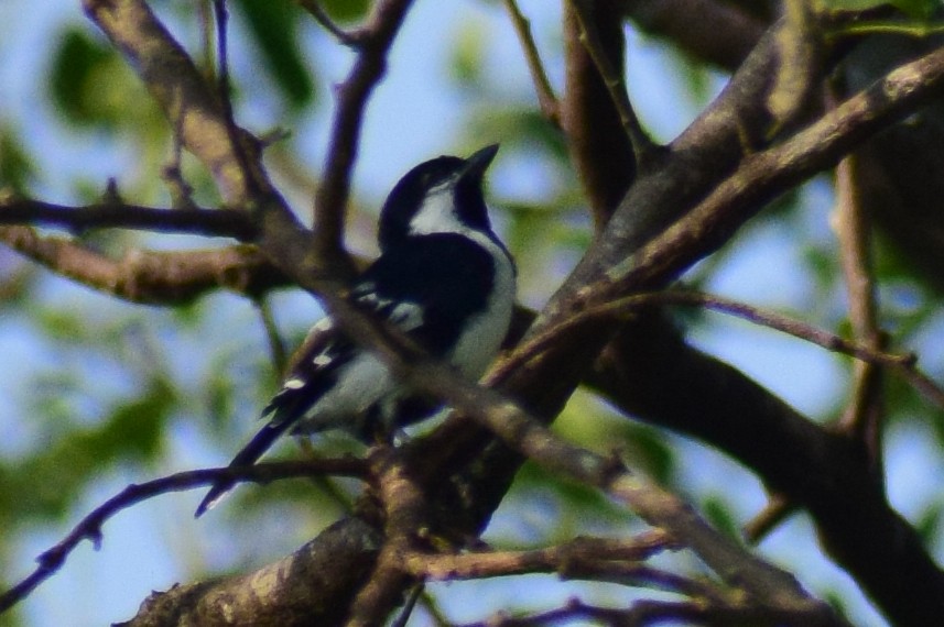 White-naped Tit - ML644924316