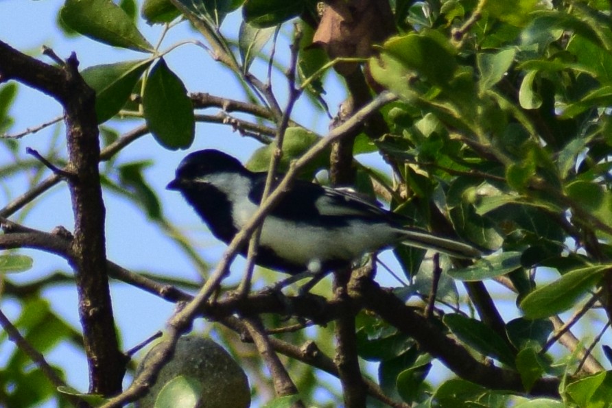 White-naped Tit - ML644924319