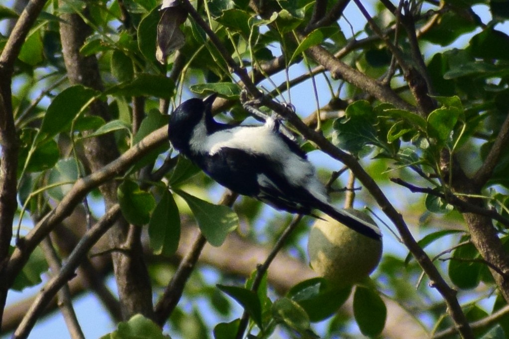White-naped Tit - ML644924320