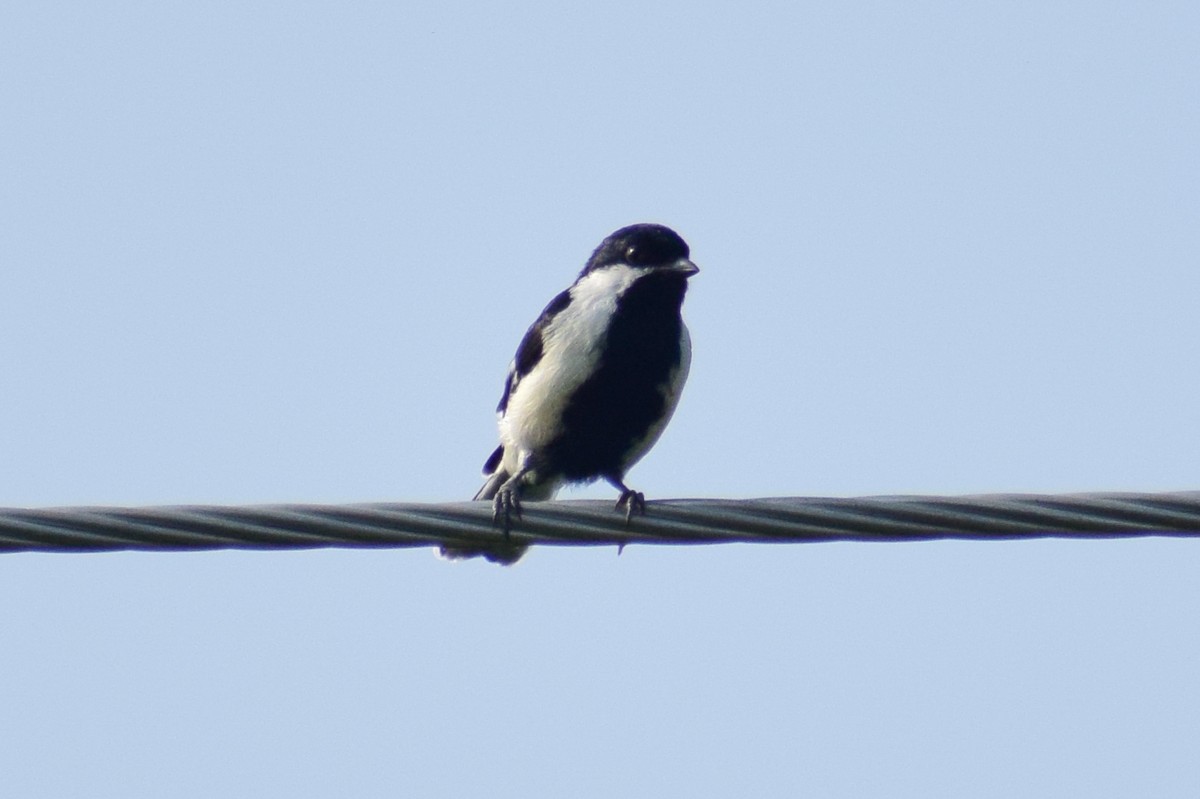 White-naped Tit - ML644924321