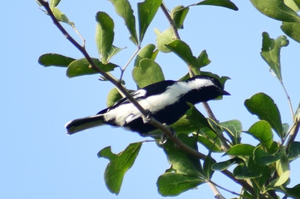 White-naped Tit - ML644924322