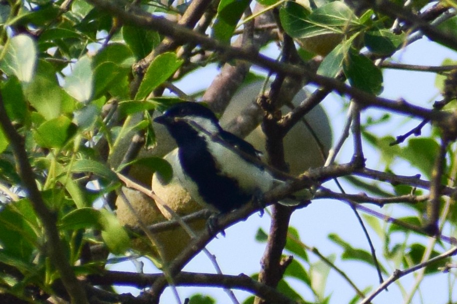 White-naped Tit - ML644924323