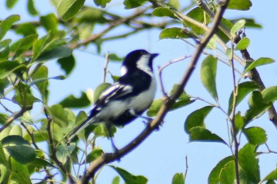 White-naped Tit - ML644924324