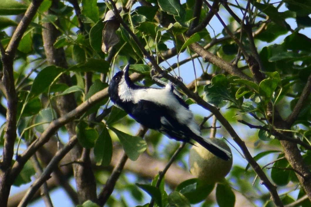 White-naped Tit - ML644924327
