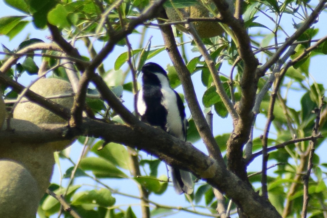 White-naped Tit - ML644924328