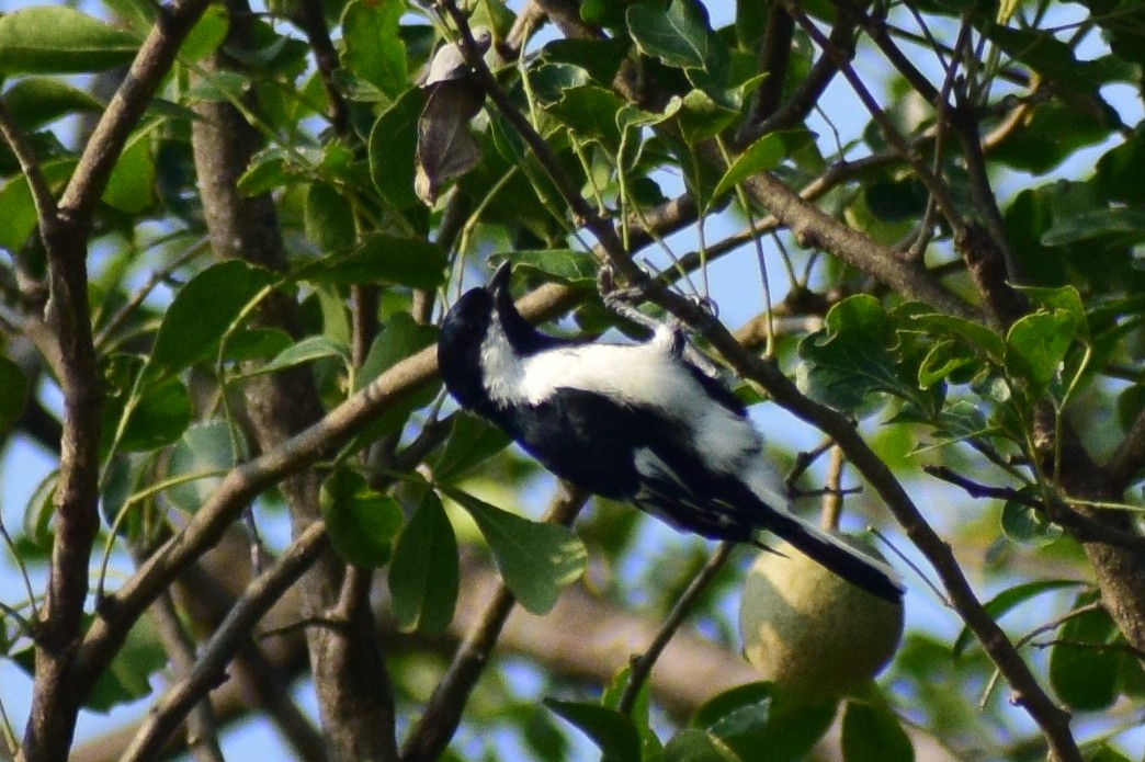 White-naped Tit - ML644924329