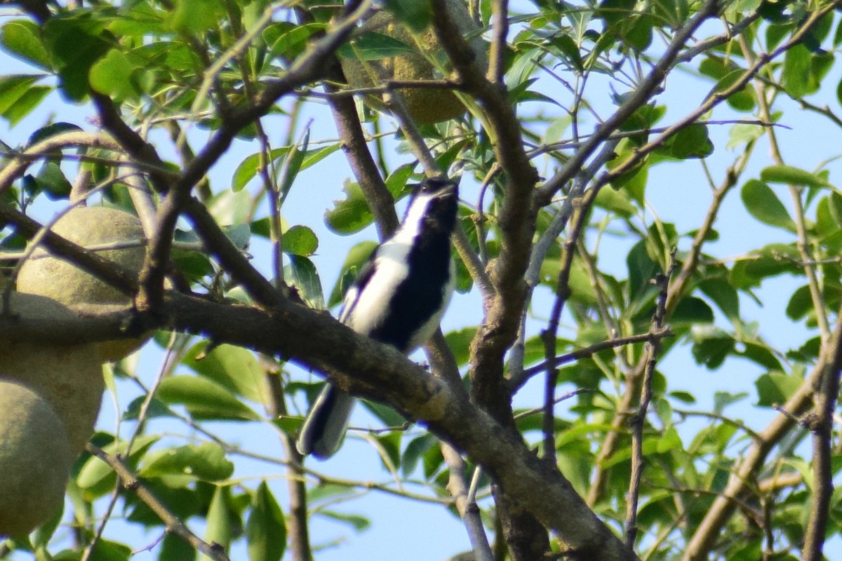 White-naped Tit - ML644924330