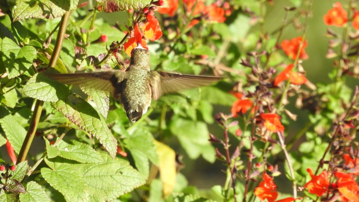 Black-chinned Hummingbird - ML644924341
