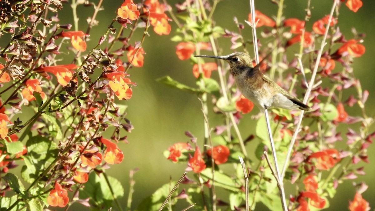 Black-chinned Hummingbird - ML644924342