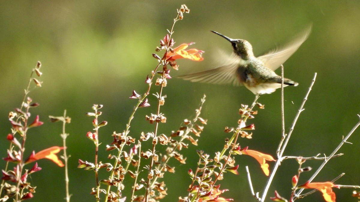 Black-chinned Hummingbird - ML644924343