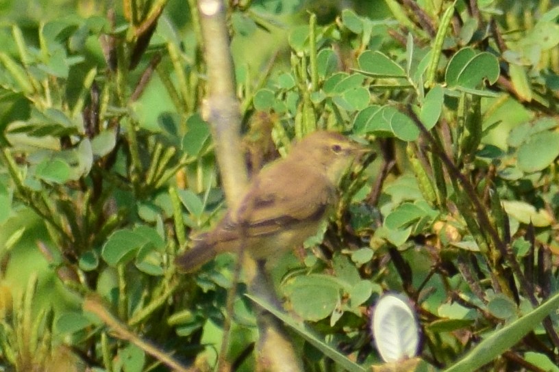 Booted Warbler - ML644924354