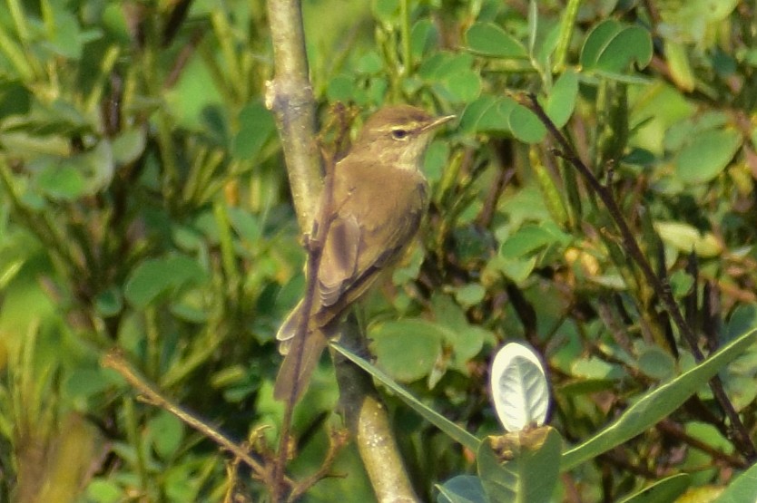 Booted Warbler - ML644924356