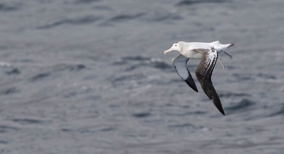 Antipodean Albatross (Gibson's) - ML644924373