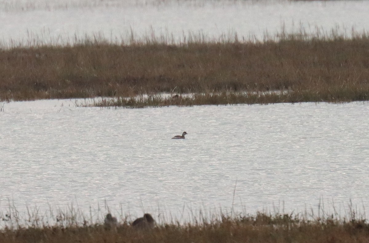 ミミカイツブリ - ML644924377