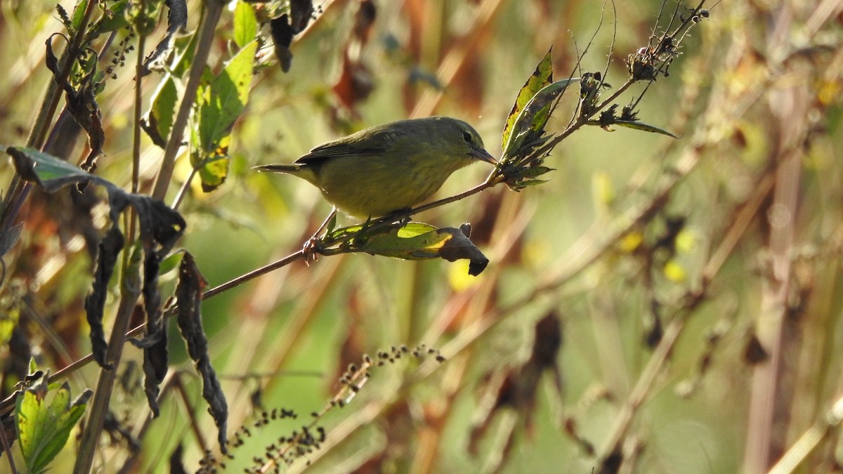 Orange-crowned Warbler - ML644924380