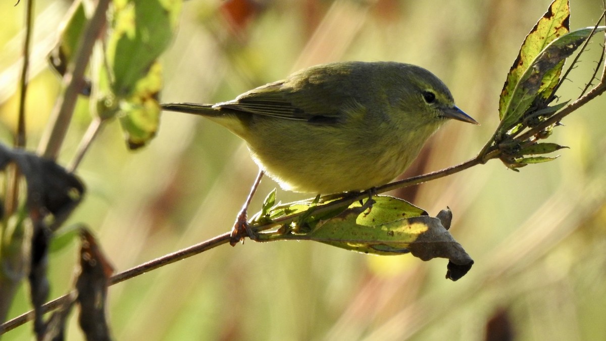 Orange-crowned Warbler - ML644924381
