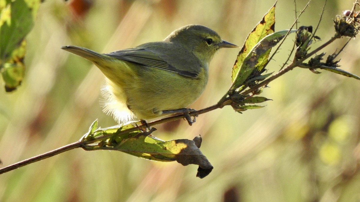 Orange-crowned Warbler - ML644924382