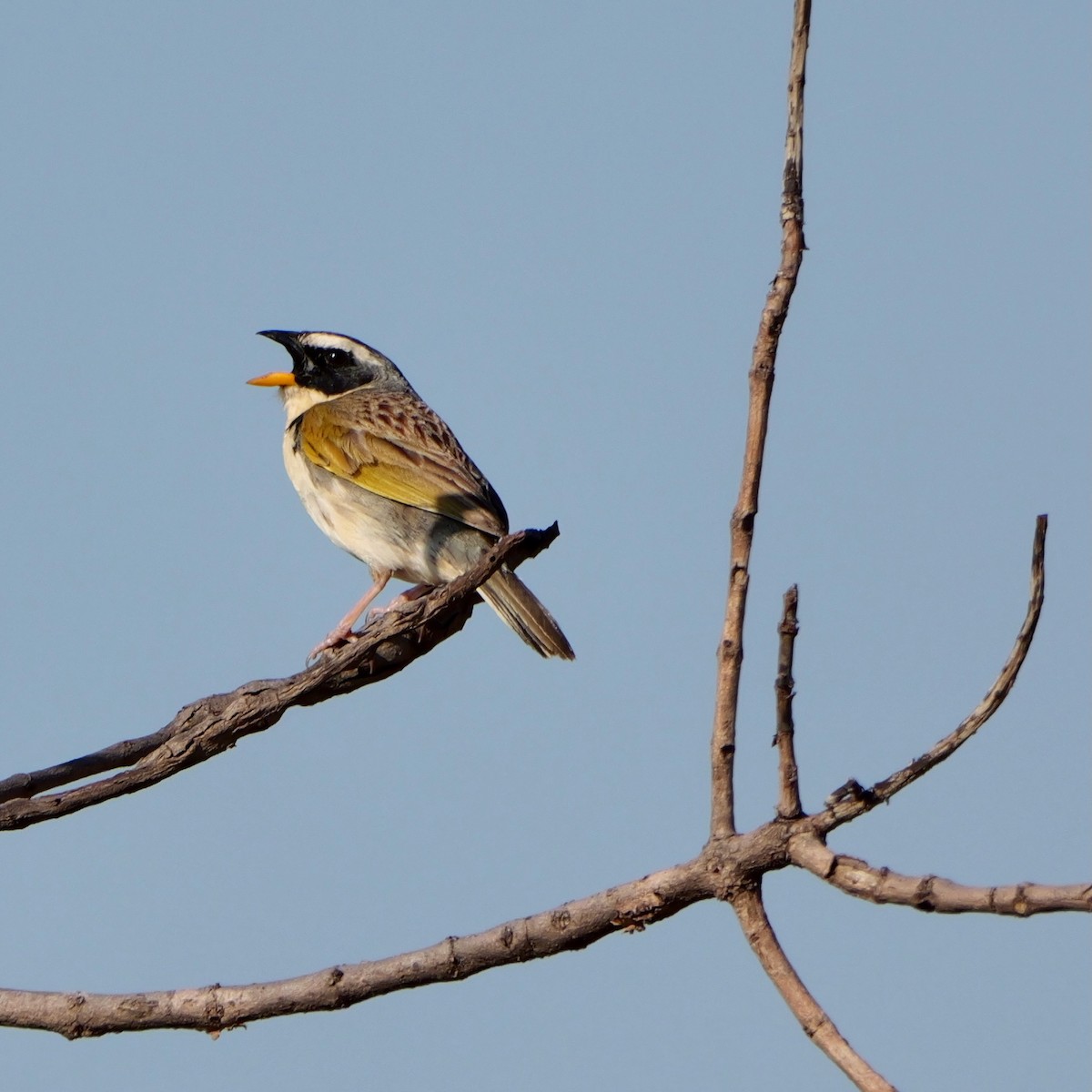 Black-masked Finch - ML644924395