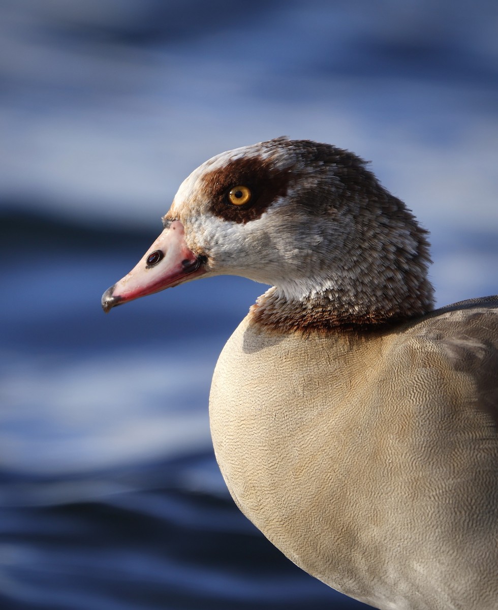 Egyptian Goose - ML644924434