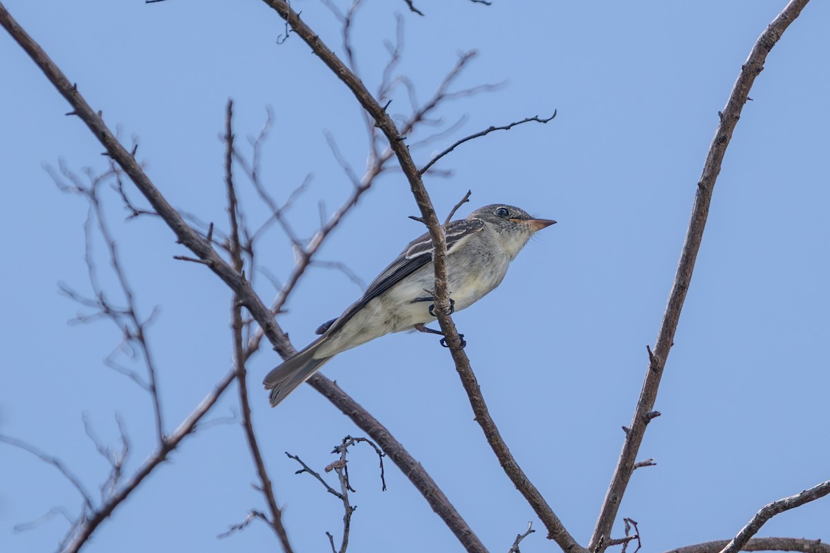 Eastern Wood-Pewee - ML644924463