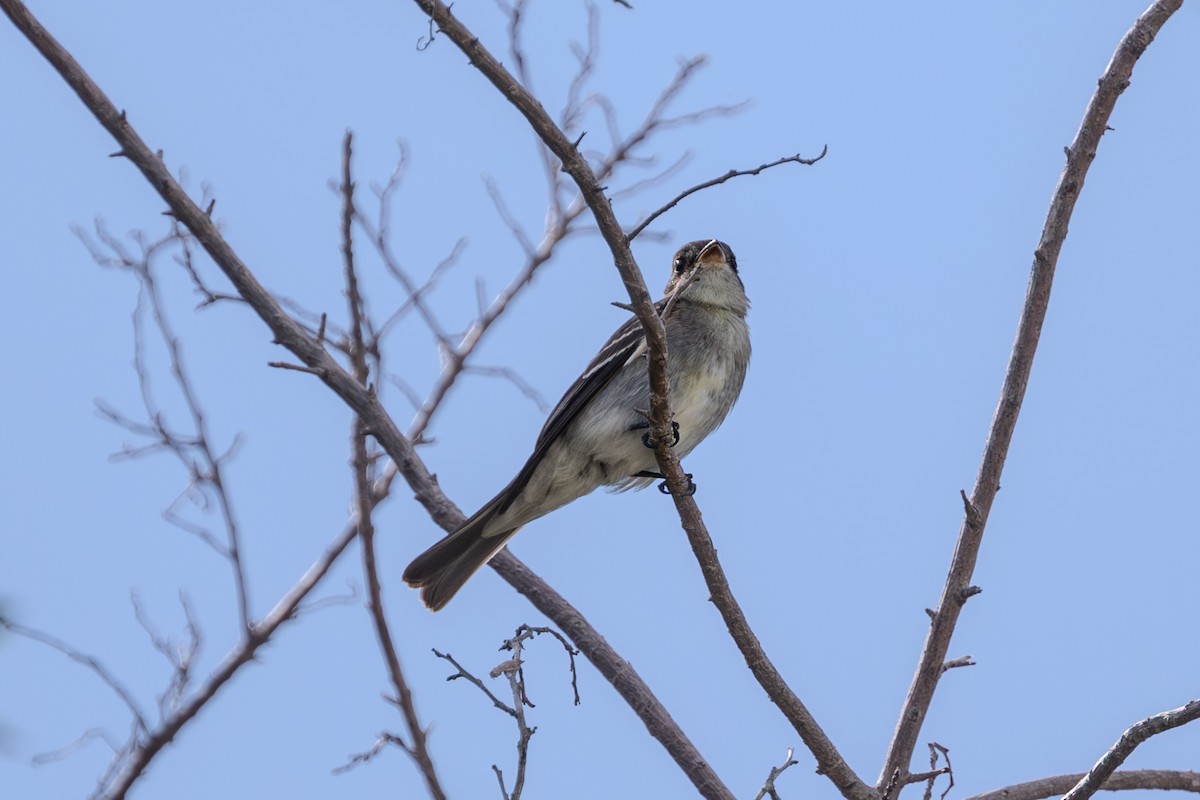 Eastern Wood-Pewee - ML644924464