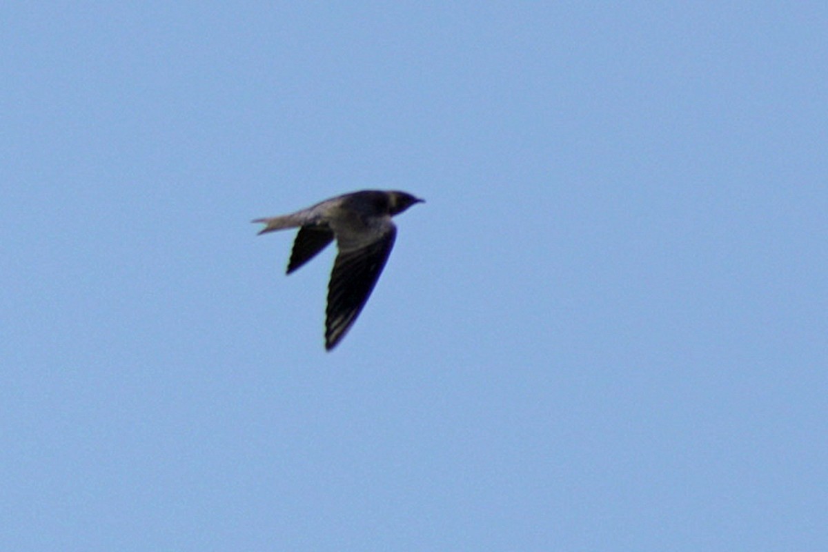 Purple Martin - ML644924465