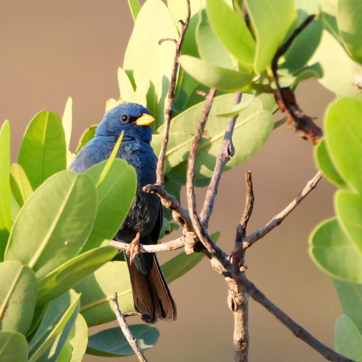 Blue Finch - ML644924468