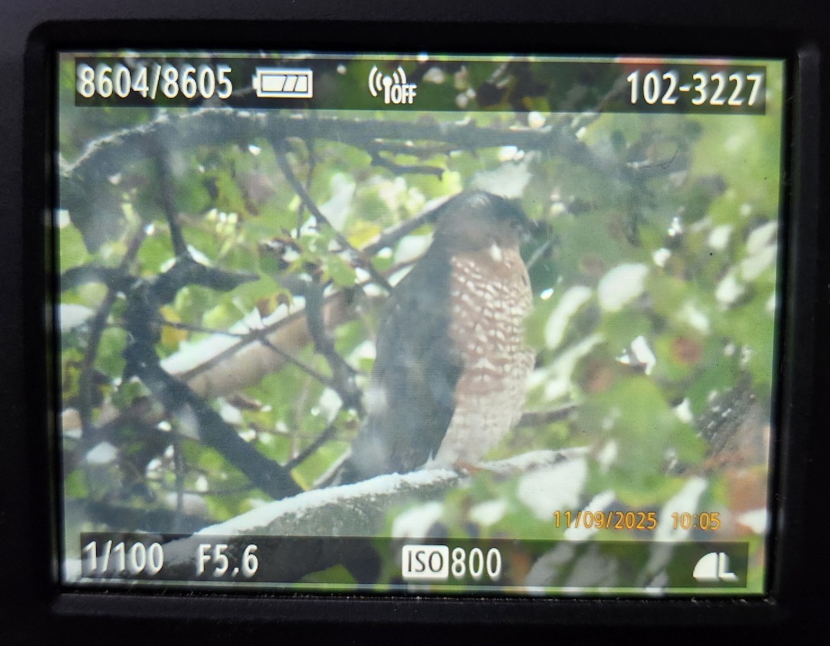 Cooper's Hawk - ML644924471