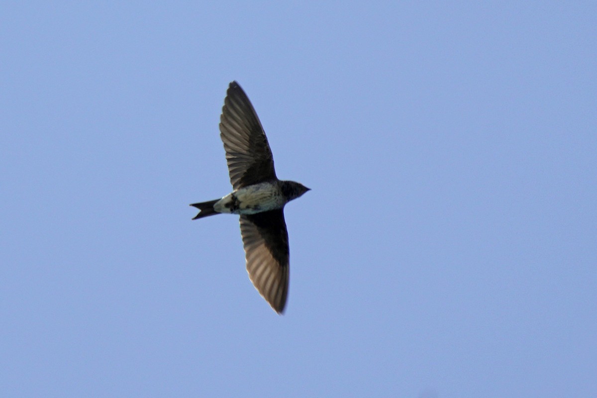 Purple Martin - ML644924481