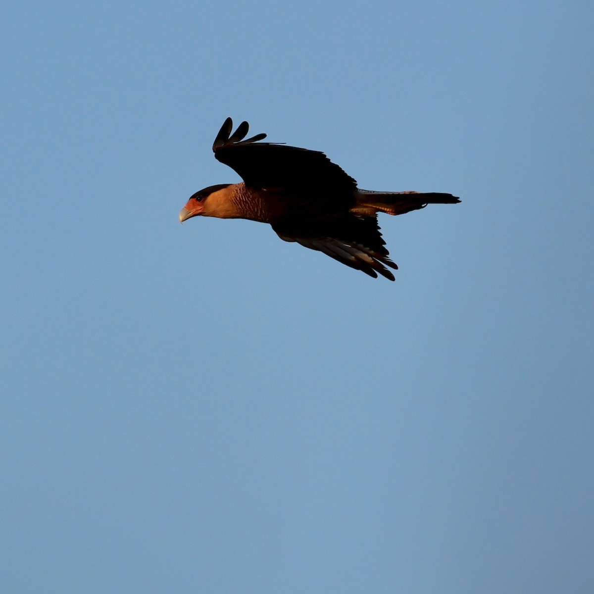 Crested Caracara - ML644924483