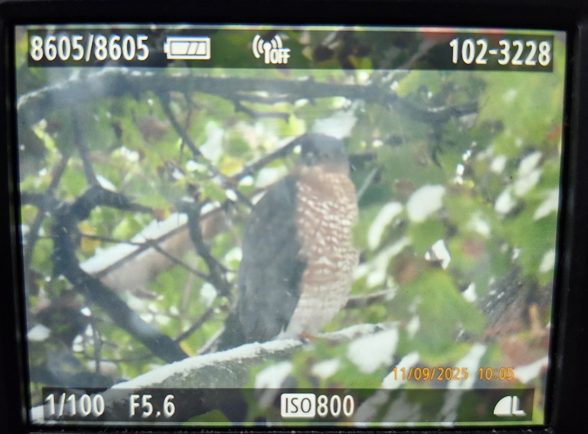 Cooper's Hawk - ML644924493