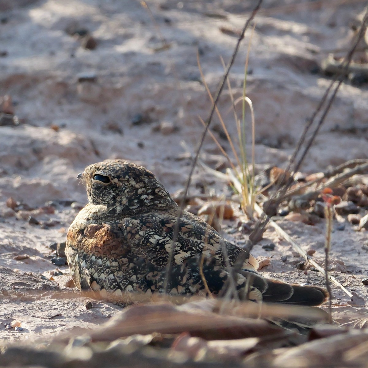 Least Nighthawk - ML644924502