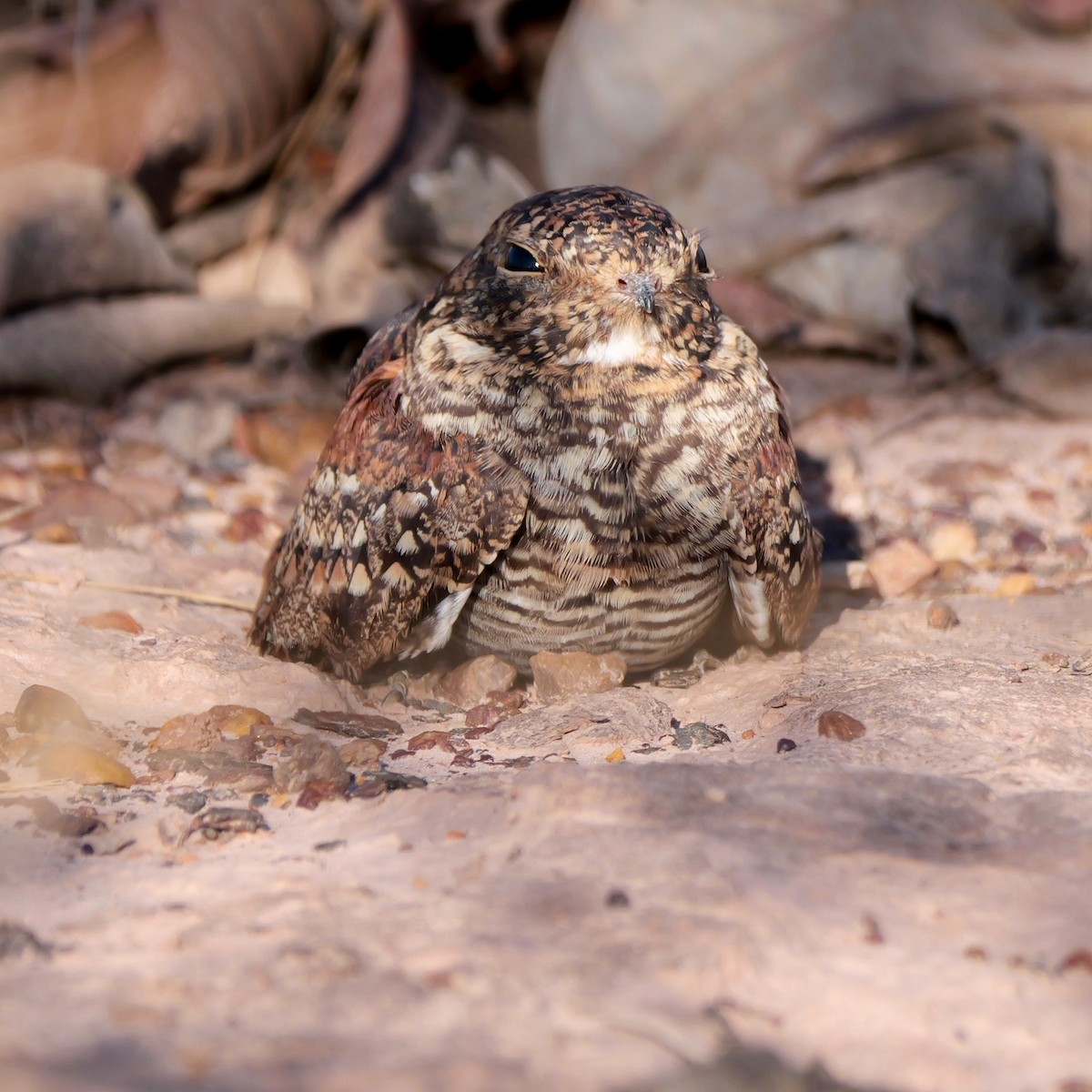 Least Nighthawk - ML644924512