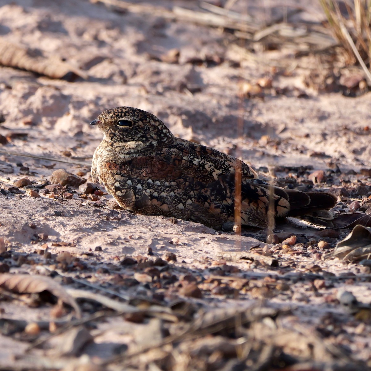 Least Nighthawk - ML644924513