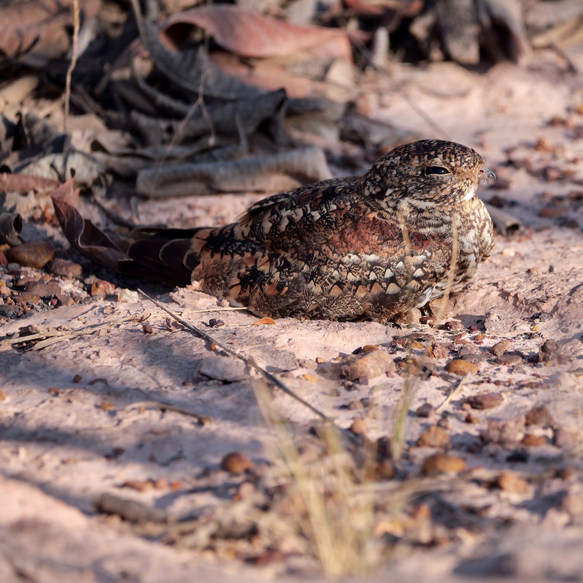 Least Nighthawk - ML644924514