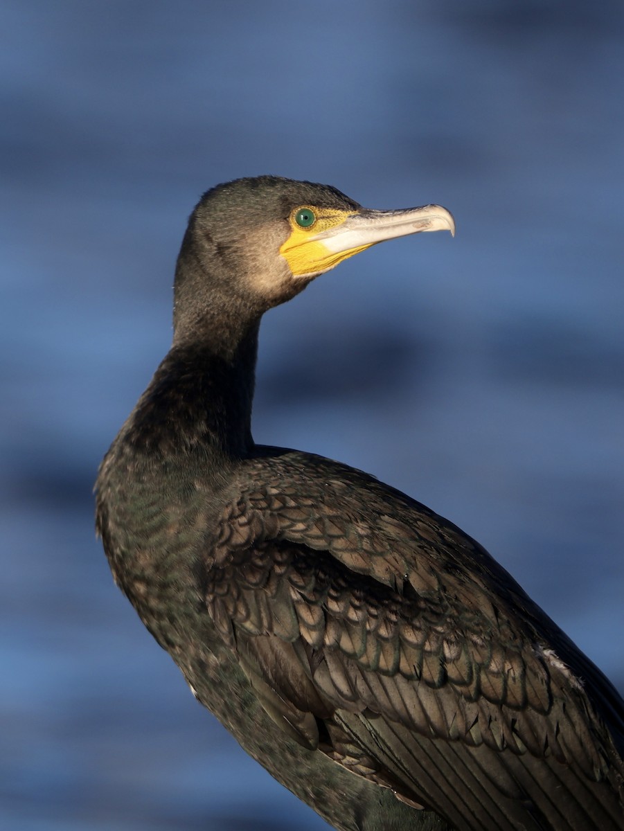 Great Cormorant - ML644924546